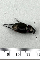 Carabus nemoralis M A1 Alberta, Canada