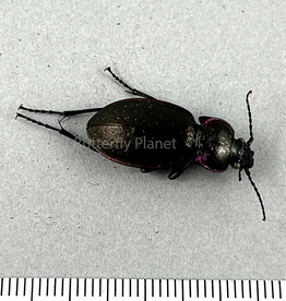 Carabus nemoralis M A1 Alberta, Canada