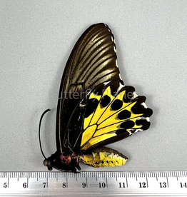 Troides helena rayae F A1/A1- Belitung Island, Indonesia