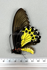 Troides helena hephaestus F A1/A1- Sulawesi, Indonesia