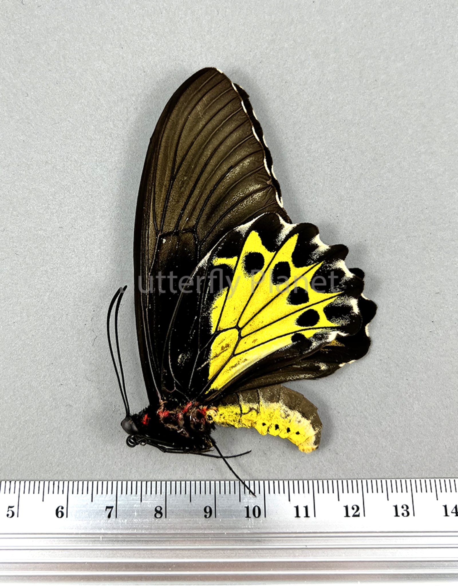 Troides helena hephaestus F A3 Sulawesi, Indonesia