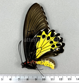 Troides helena hephaestus F A3 Sulawesi, Indonesia