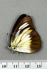 Appias lyncida taprobana F A1-  Sri Lanka