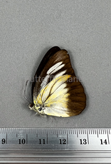 Appias lyncida taprobana F A1-  Sri Lanka