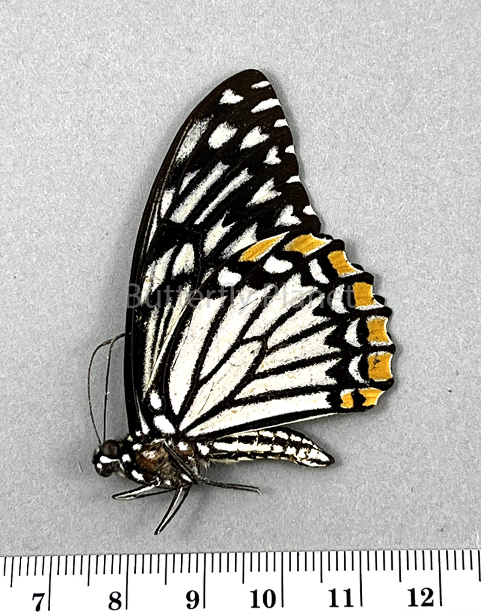 Chilasa clytia lankeswara white form M A1- Sri Lanka