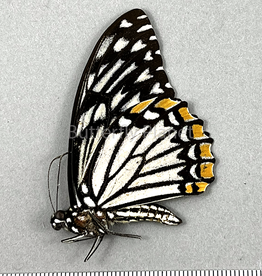 Chilasa clytia lankeswara white form M A1- Sri Lanka