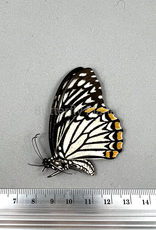 Chilasa clytia lankeswara white form F A1 Sri Lanka