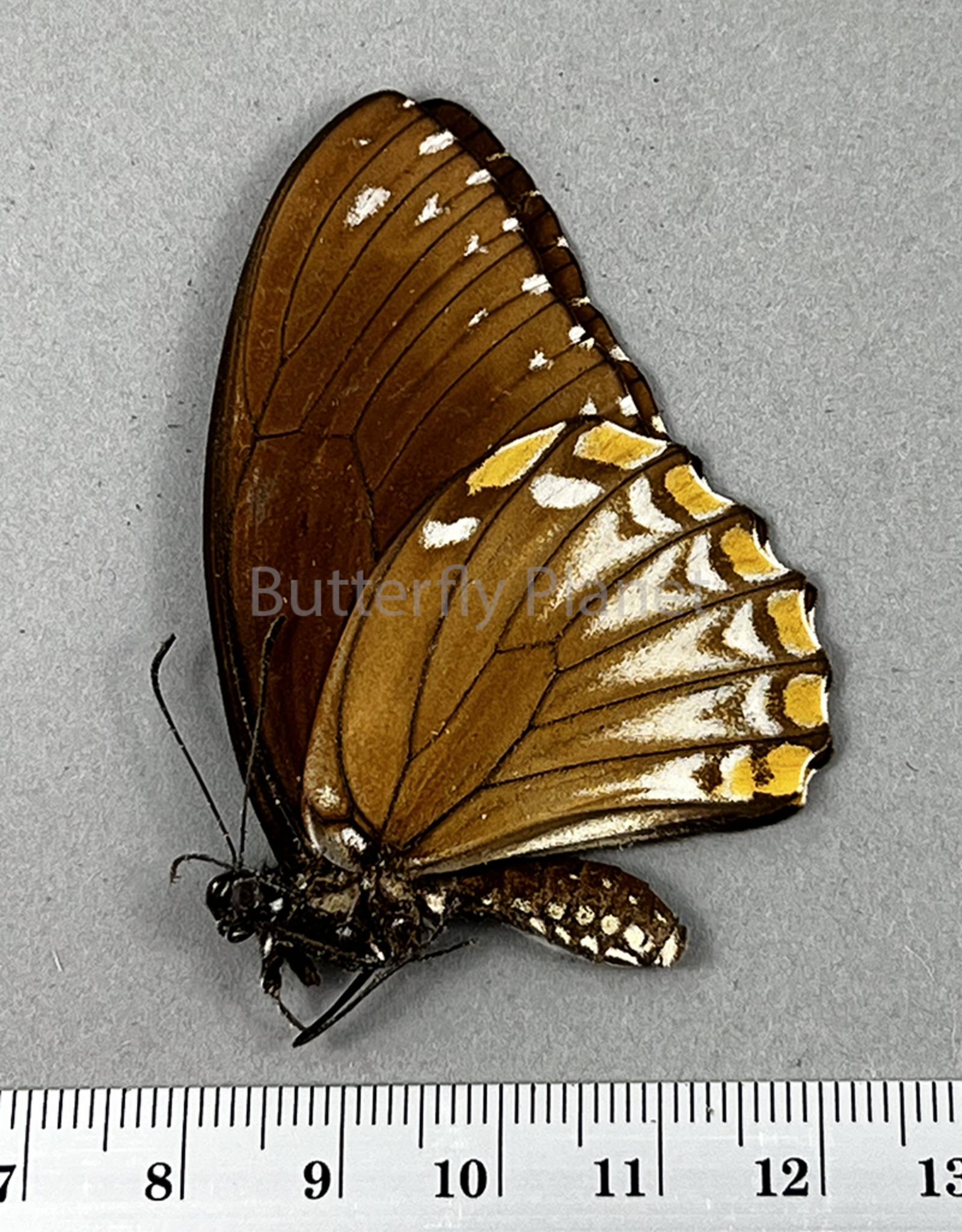 Chilasa clytia lankeswara brown form F A1 Sri Lanka