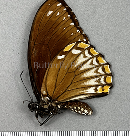 Chilasa clytia lankeswara brown form F A1/A1- Sri Lanka
