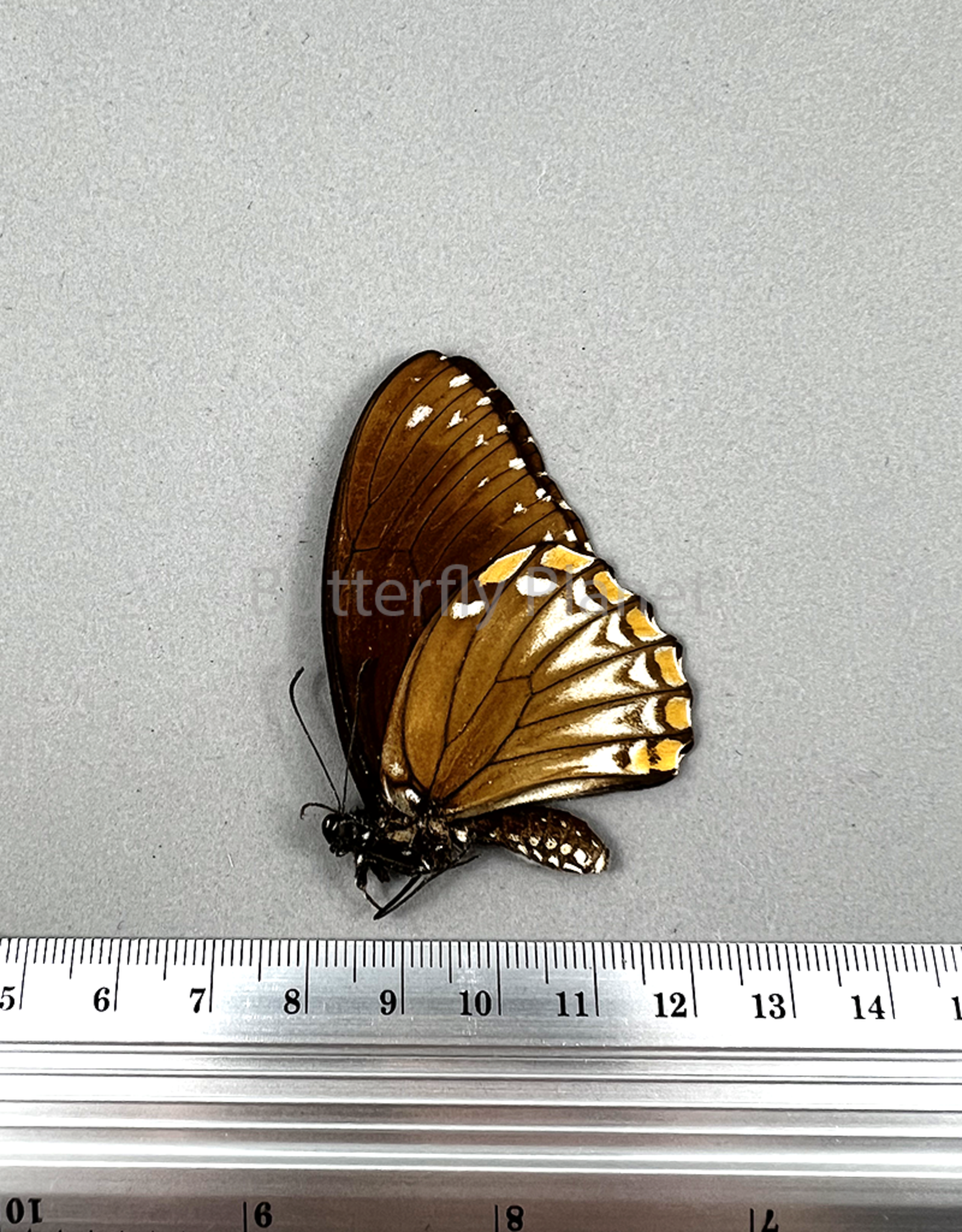 Chilasa clytia lankeswara brown form F A1/A1- Sri Lanka