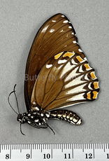 Chilasa clytia lankeswara brown form M A1- Sri Lanka