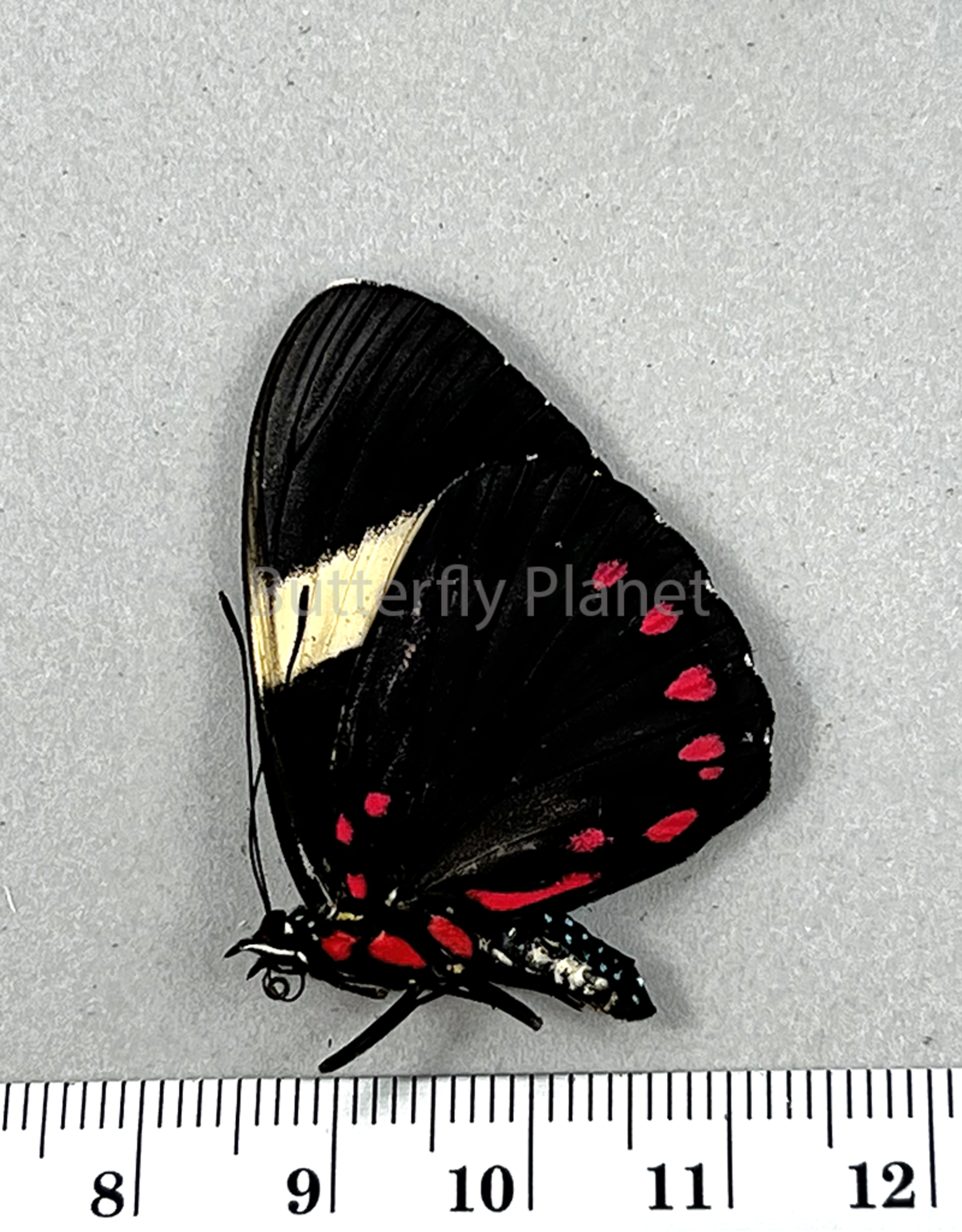 Hamadryas laodamia laodamia PAIR A1 Upper Huallaga Valley, Peru