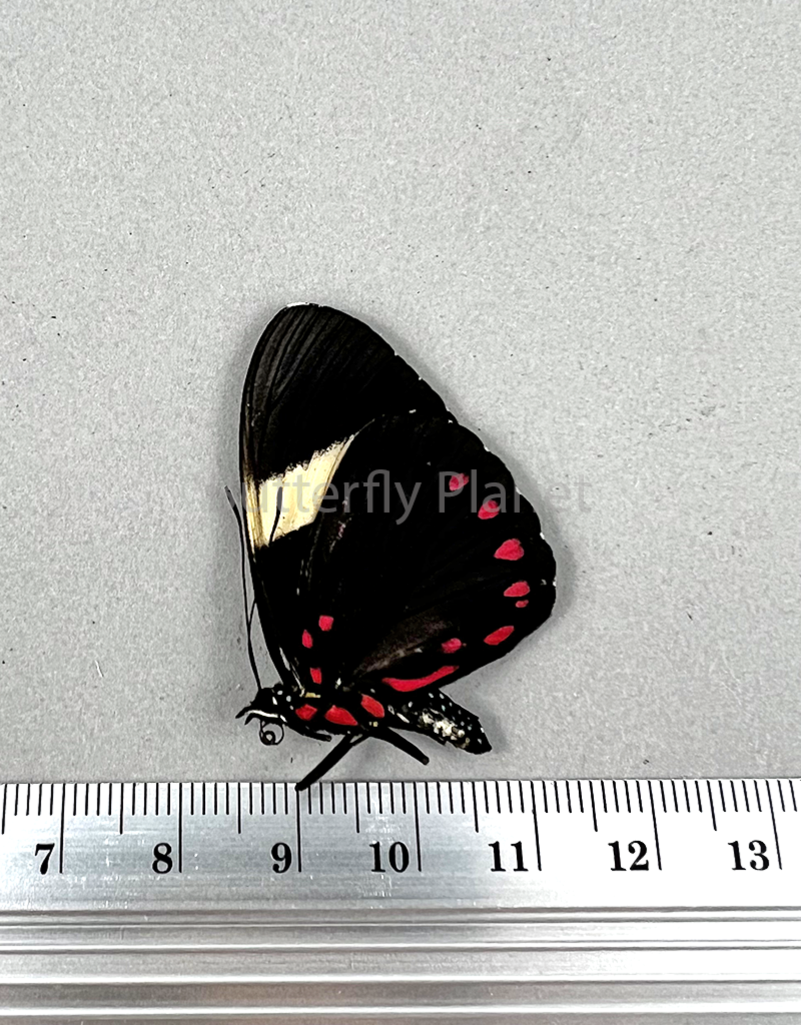 Hamadryas laodamia laodamia PAIR A1 Upper Huallaga Valley, Peru