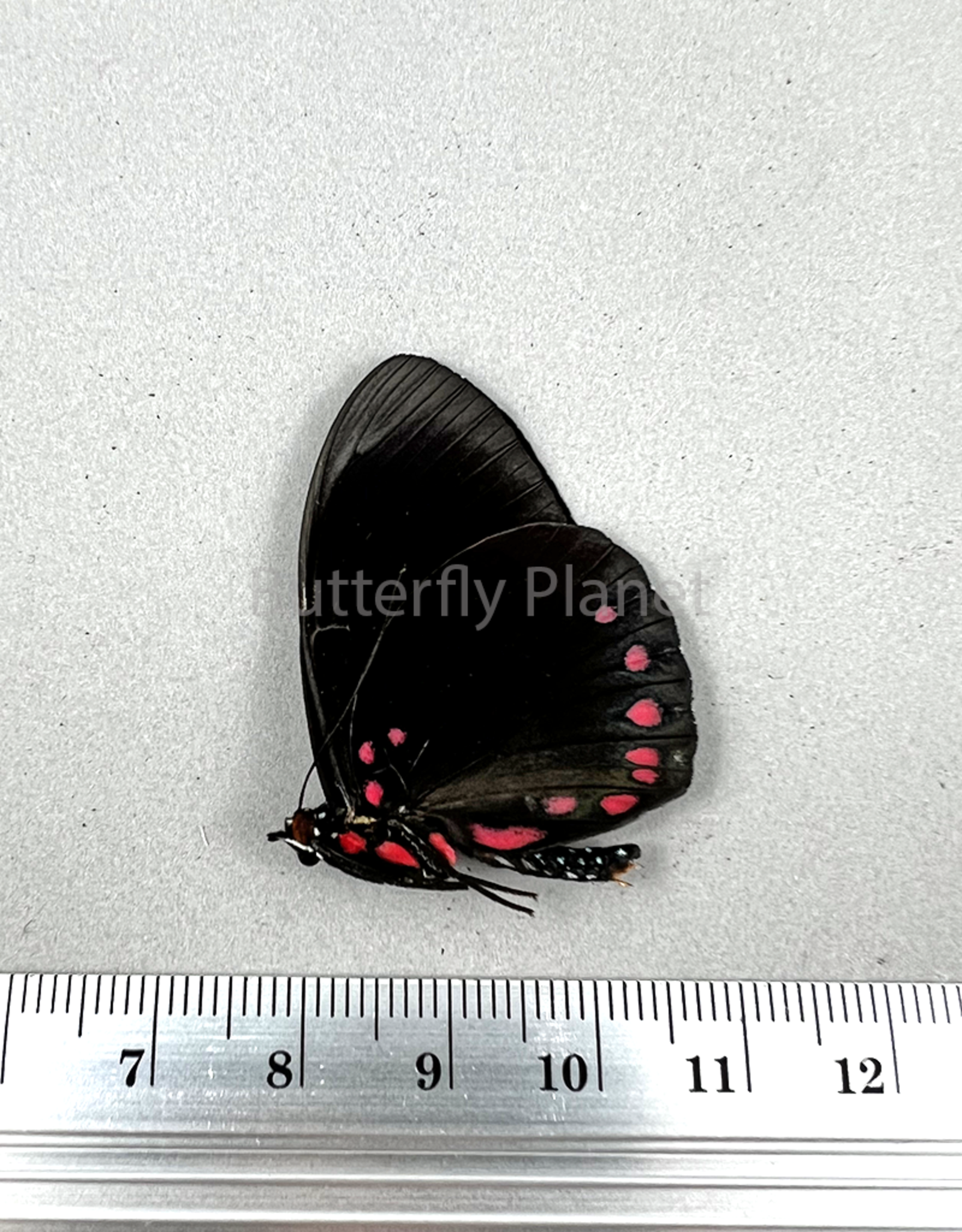 Hamadryas laodamia laodamia M A1 Upper Huallaga Valley, Peru
