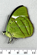 Nessaea hewitsoni PAIR A1/A1- Upper Huallaga Valley, Peru captively bred