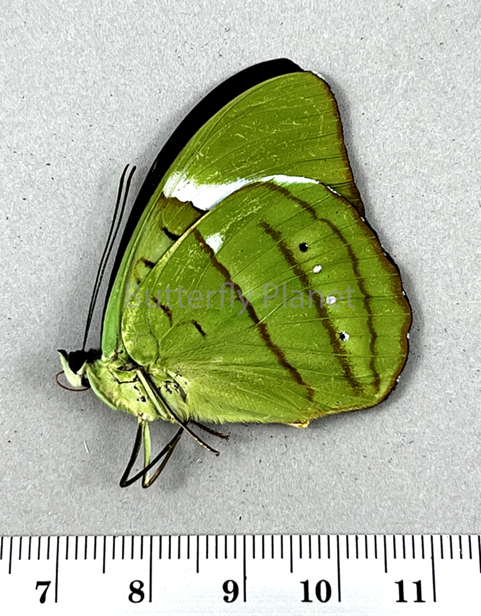 Nessaea hewitsoni PAIR A1/A1- Upper Huallaga Valley, Peru captively bred
