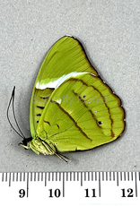 Nessaea hewitsoni PAIR A1/A1- Upper Huallaga Valley, Peru captively bred