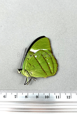 Nessaea hewitsoni PAIR A1/A1- Upper Huallaga Valley, Peru captively bred