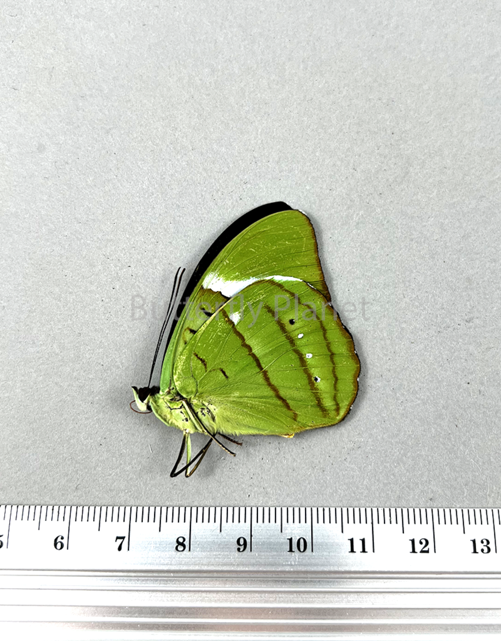 Nessaea hewitsoni PAIR A1/A1- Upper Huallaga Valley, Peru captively bred