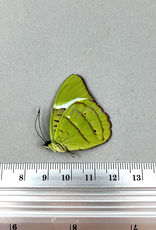Nessaea hewitsoni F A1 Upper Huallaga Valley, Peru captively bred