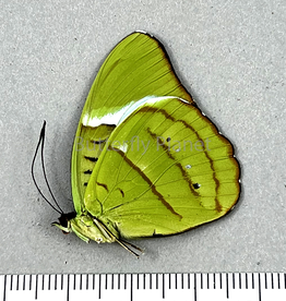 Nessaea hewitsoni F A1 Upper Huallaga Valley, Peru captively bred