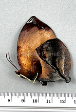 Siderone galanthis thebais F A1 Upper Huallaga Valley Peru