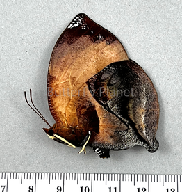 Siderone galanthis thebais F A1 Upper Huallaga Valley Peru
