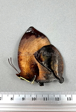 Siderone galanthis thebais F A1 Upper Huallaga Valley Peru