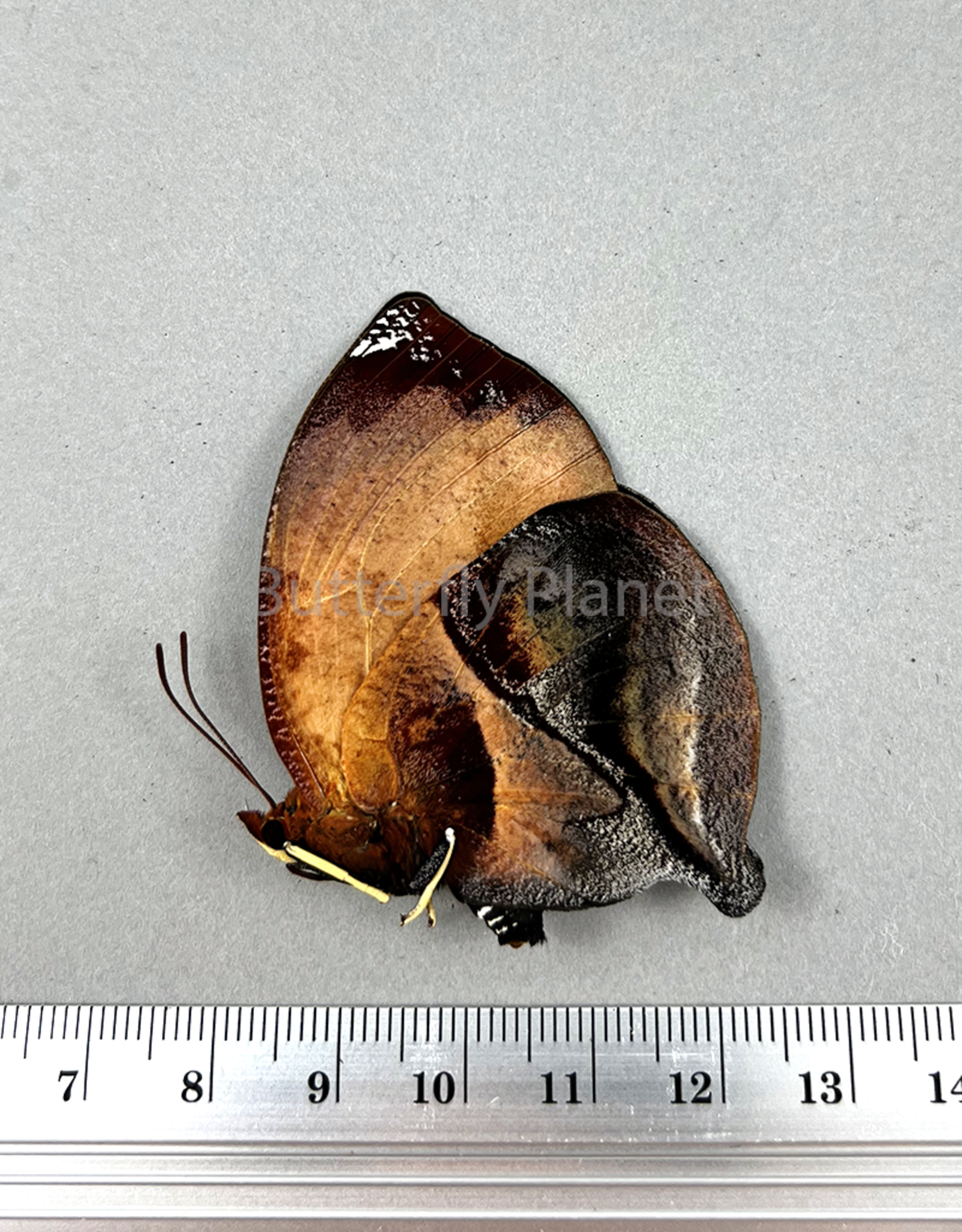 Siderone galanthis thebais F A1 Upper Huallaga Valley Peru