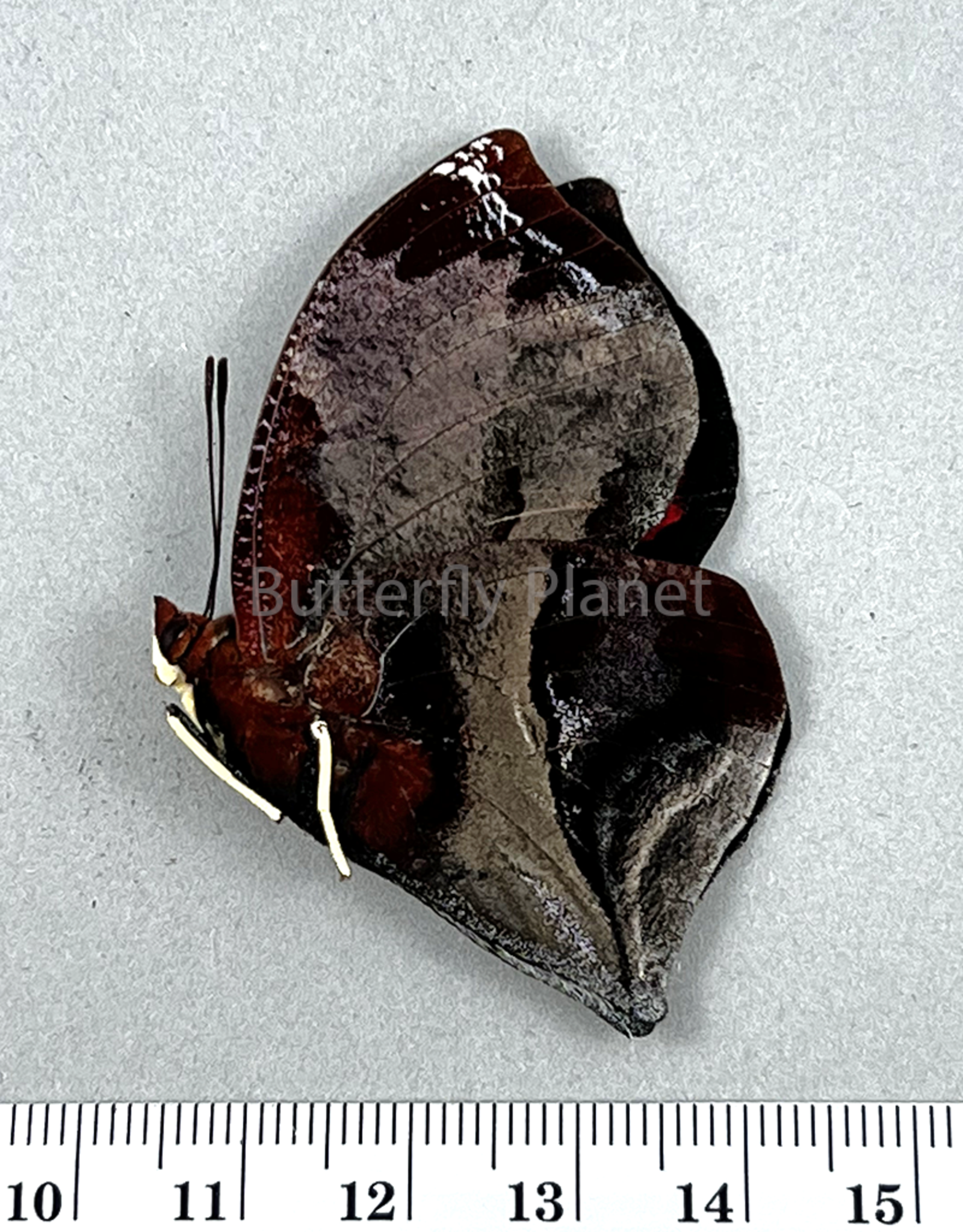 Siderone galanthis thebias M A1 Upper Huallaga Valley, Peru