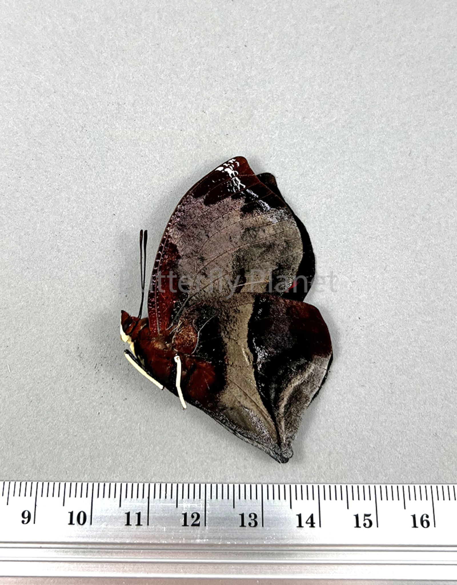 Siderone galanthis thebias M A1 Upper Huallaga Valley, Peru