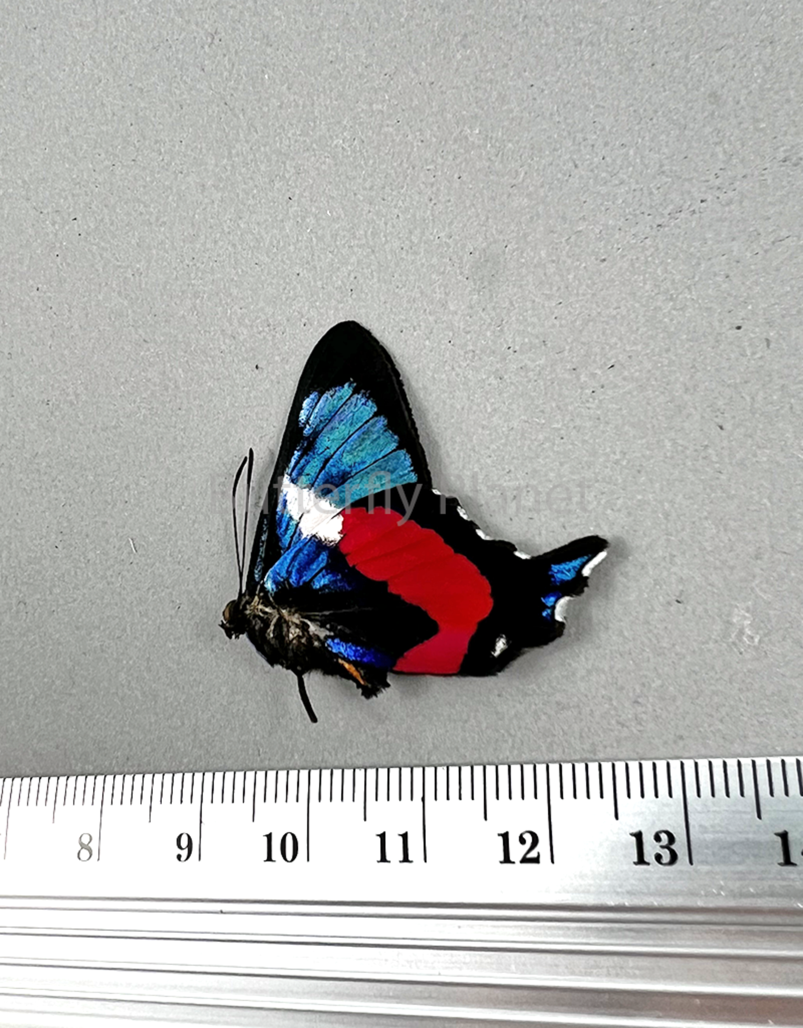 Ancyluris formosissima formosissima M A1/A1- Upper Huallaga Valley, Peru