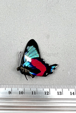 Ancyluris formosissima formosissima M A1/A1- Upper Huallaga Valley, Peru
