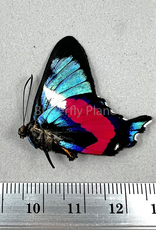 Ancyluris formosissima formosissima M A1/A1- Upper Huallaga Valley, Peru