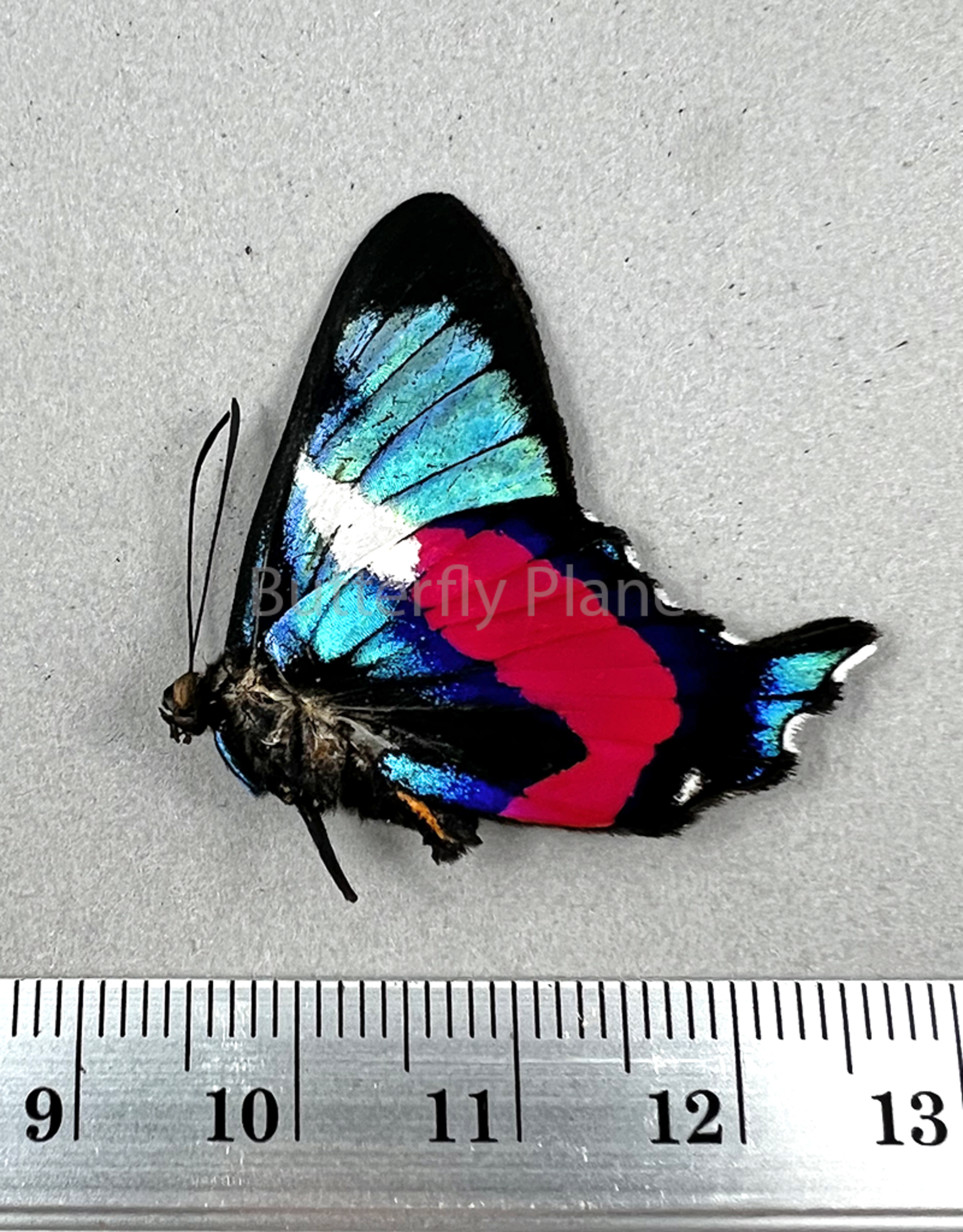 Ancyluris formosissima formosissima M A1/A1- Upper Huallaga Valley, Peru