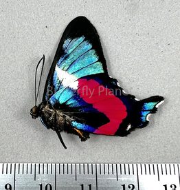 Ancyluris formosissima formosissima M A1/A1- Upper Huallaga Valley, Peru
