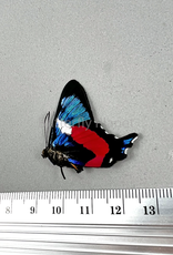 Ancyluris formosissima formosissima M A1- Upper Huallaga Valley, Peru