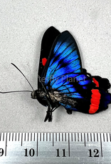 Ancyluris colubra M A1 Upper Huallaga Valley, Peru