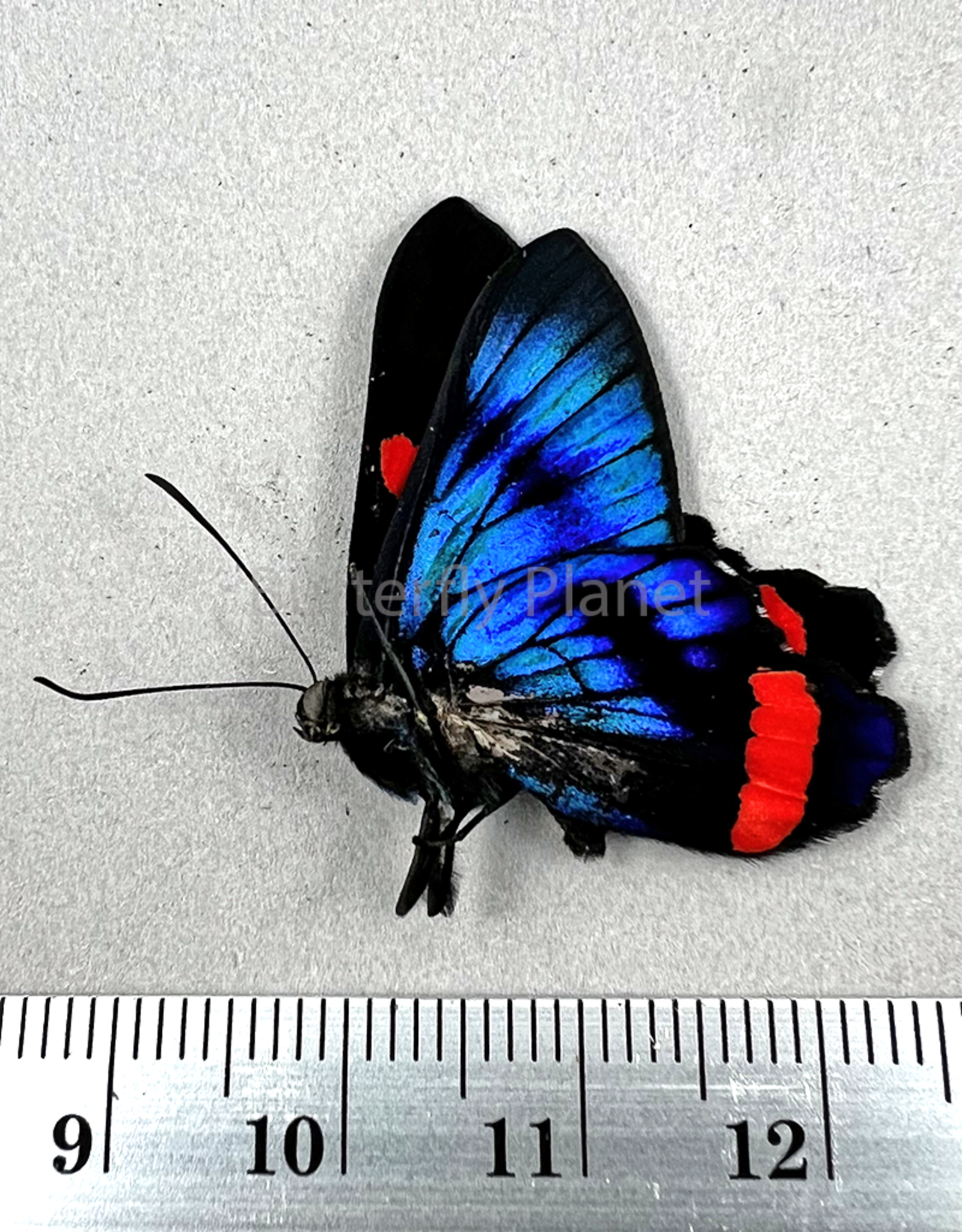 Ancyluris colubra M A1 Upper Huallaga Valley, Peru