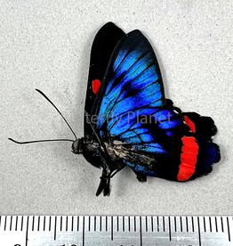 Ancyluris colubra M A1 Upper Huallaga Valley, Peru