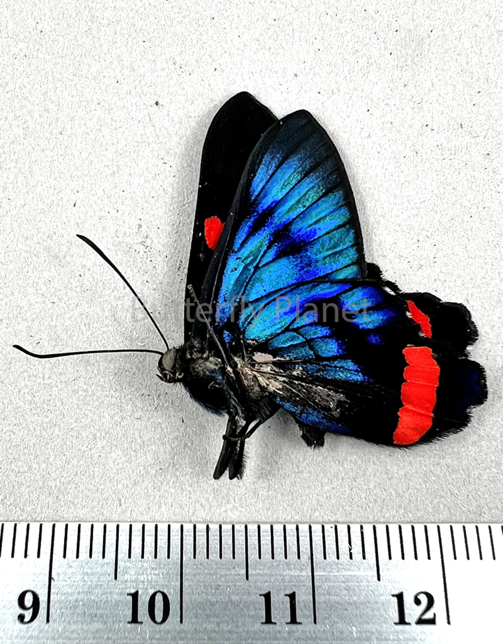 Ancyluris colubra M A1 Upper Huallaga Valley, Peru