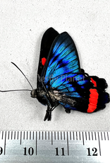 Ancyluris colubra M A1/A1- Upper Huallaga Valley, Peru