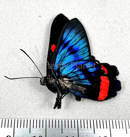 Ancyluris colubra M A1/A1- Upper Huallaga Valley, Peru