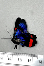 Ancyluris colubra M A1/A1- UHV, Peru