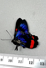Ancyluris colubra M A1/A1- Upper Huallaga Valley, Peru