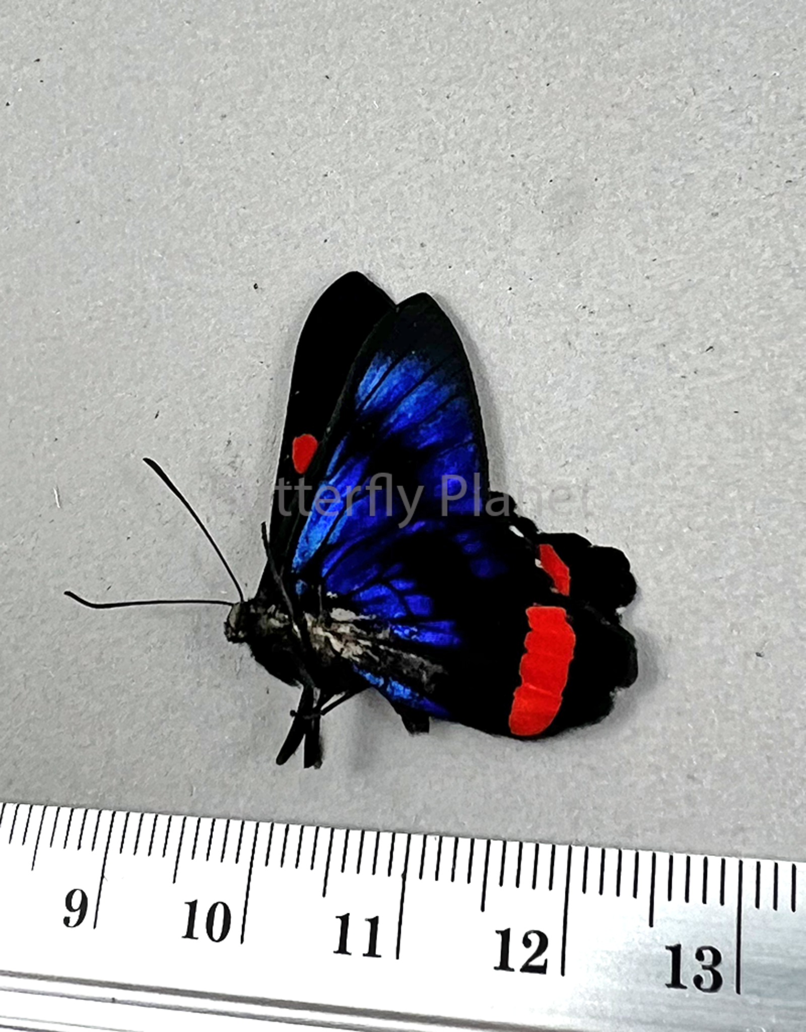 Ancyluris colubra M A1/A1- Upper Huallaga Valley, Peru
