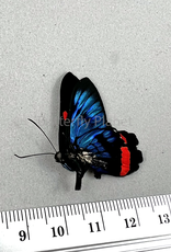 Ancyluris colubra M A1/A1- Upper Huallaga Valley, Peru