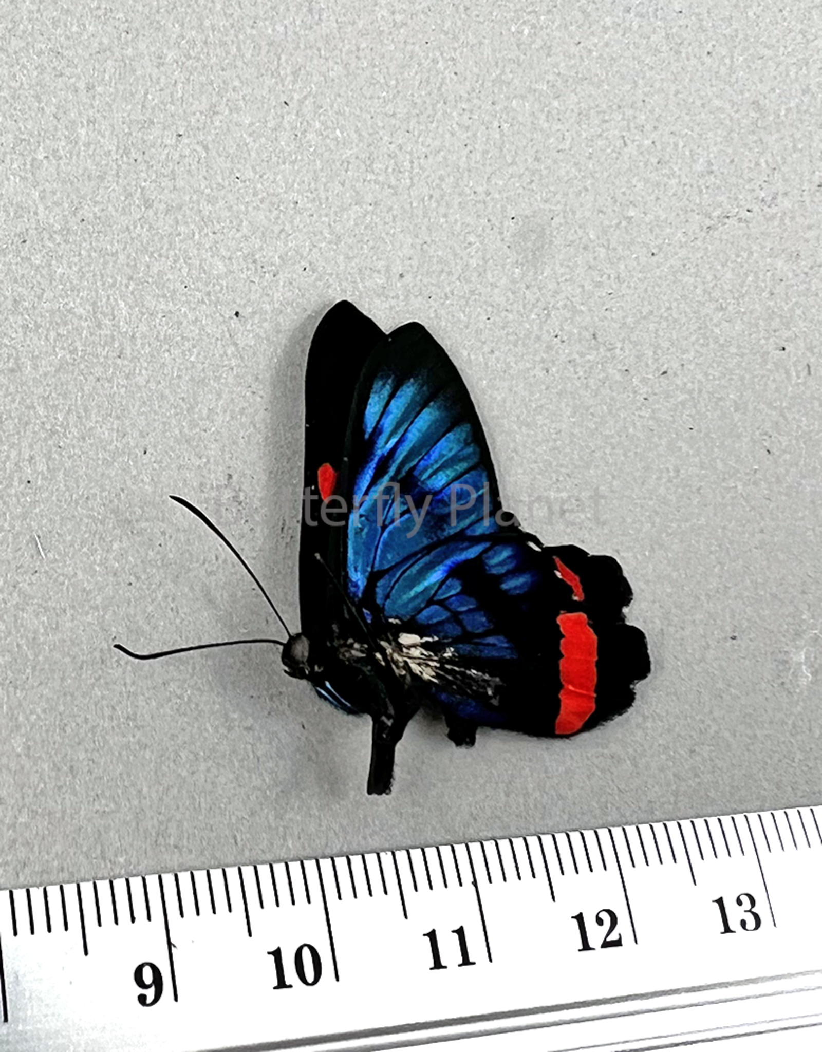 Ancyluris colubra M A1/A1- Upper Huallaga Valley, Peru