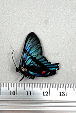 Ancyluris inca miranda M A1 Upper Huallaga Valley, Peru