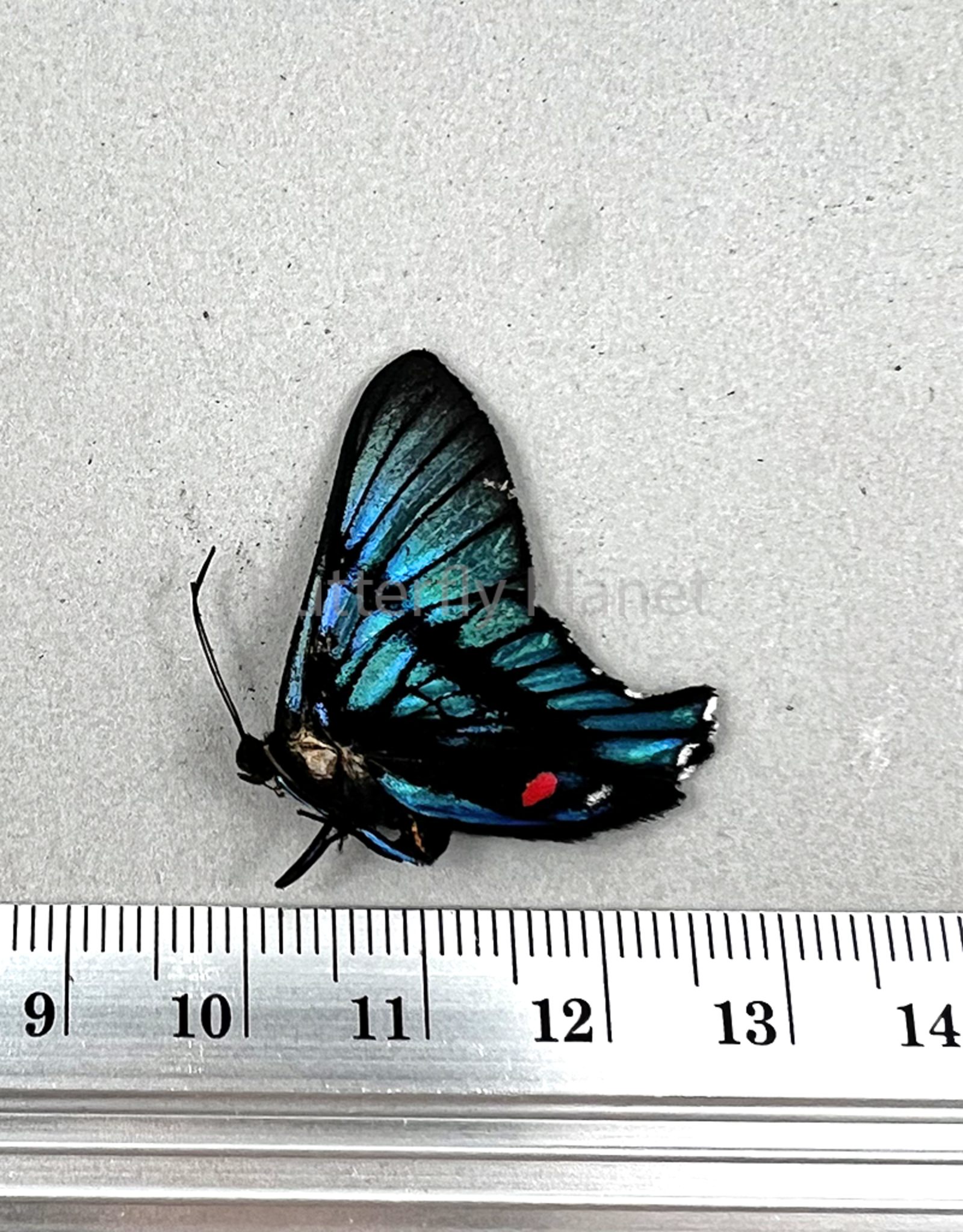Ancyluris inca miranda M A1 Upper Huallaga Valley, Peru